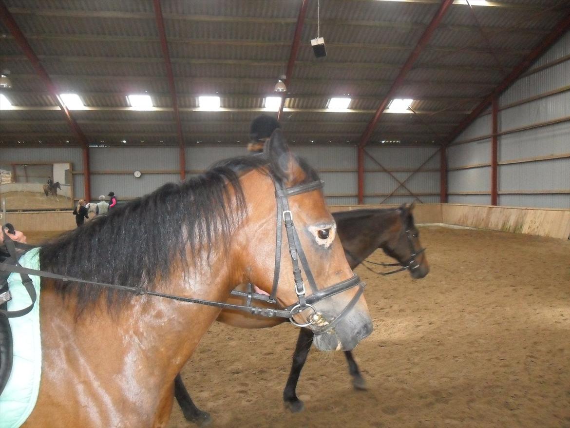 Anden særlig race Peggy billede 2