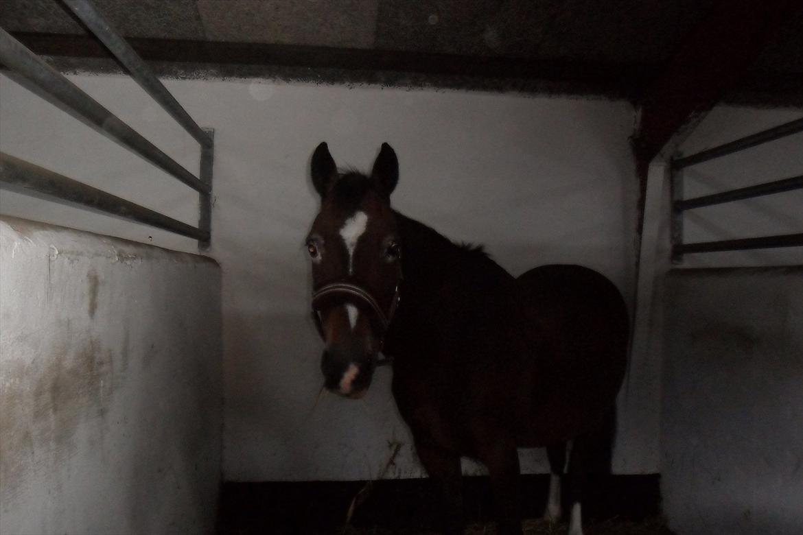 Anden særlig race Peggy billede 4