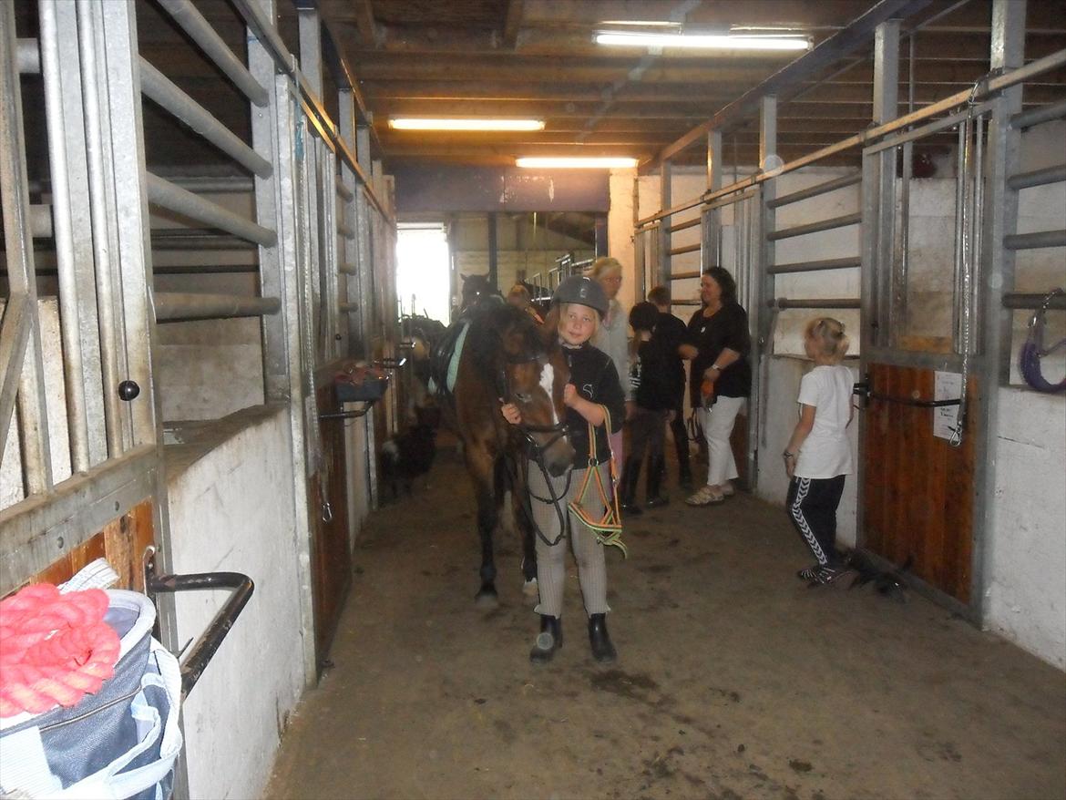 Anden særlig race Peggy billede 9