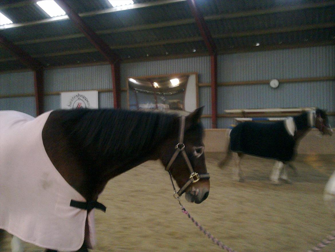 Anden særlig race Peggy billede 12