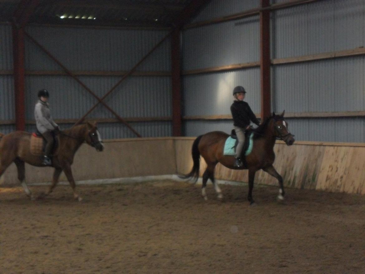 Anden særlig race Peggy billede 15