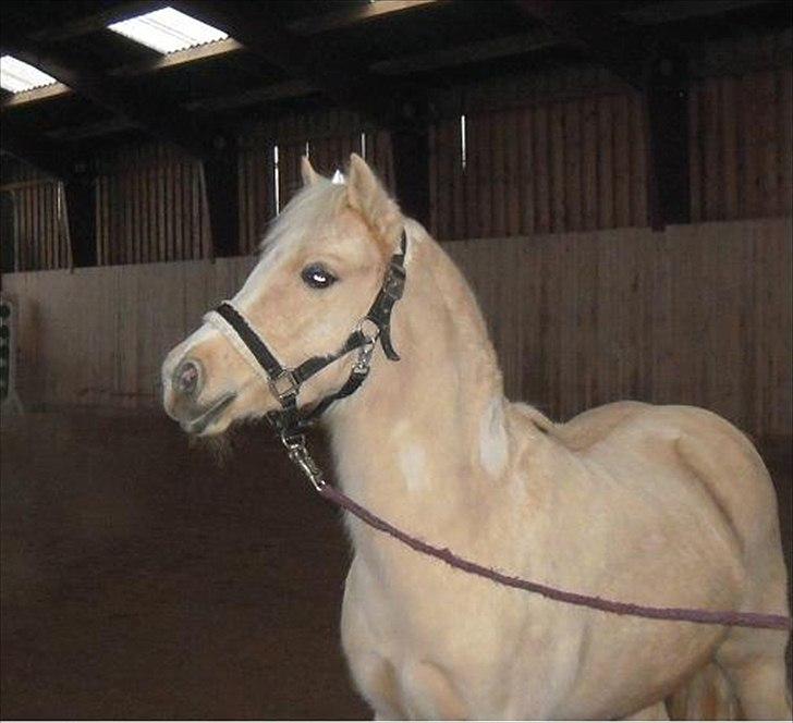 DSP Maygårdens Gaia SOLGT - Gaia så sig selv i ridehuset´s spejl billede 6