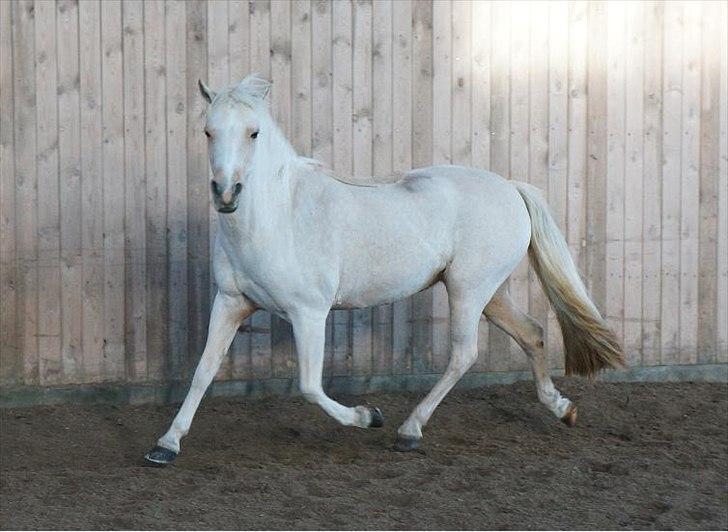 DSP Maygårdens Gaia SOLGT - Nyklippet og smuk ! billede 7