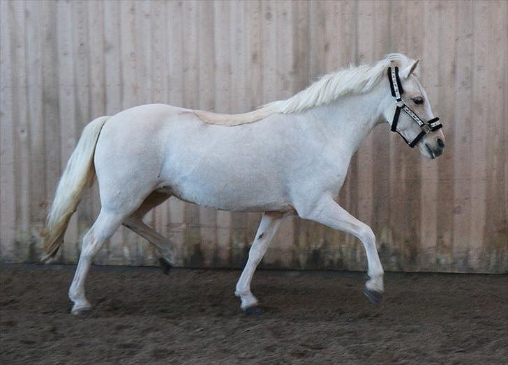 DSP Maygårdens Gaia SOLGT billede 9