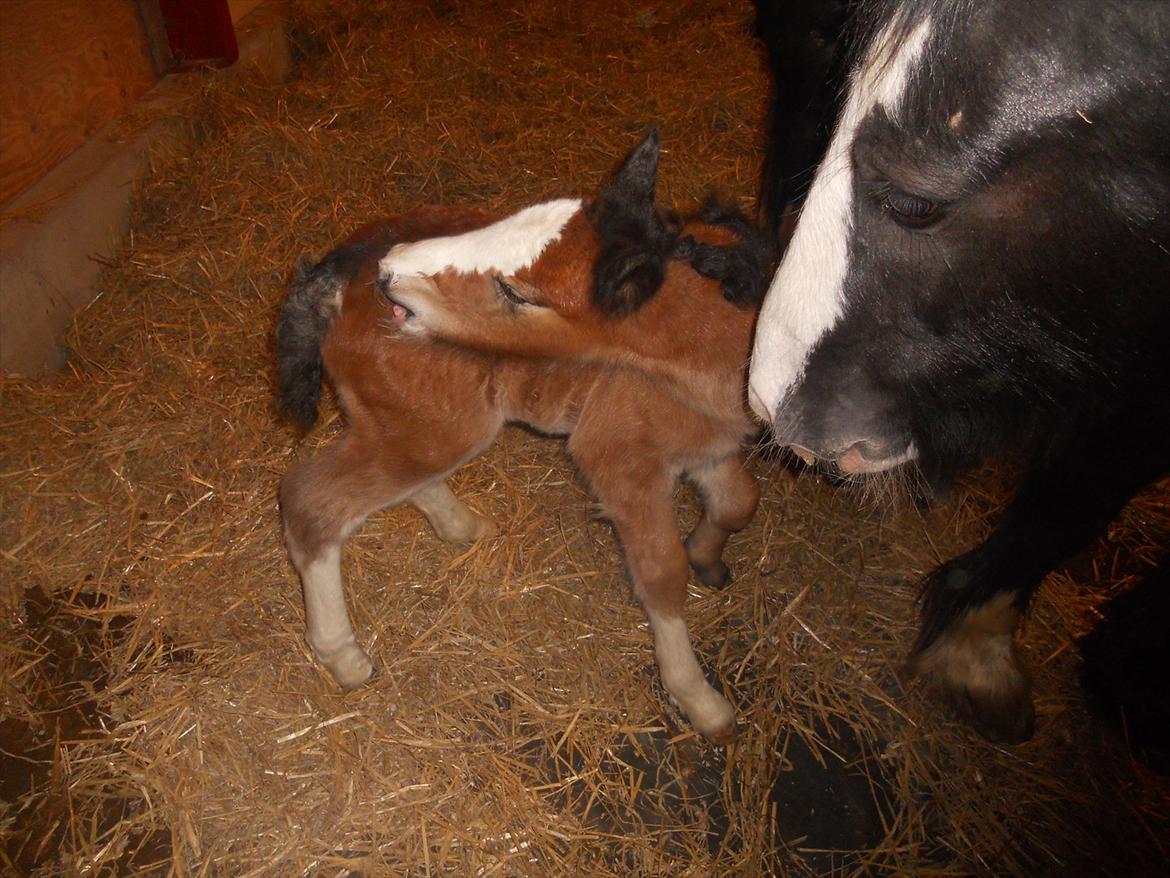 Irish Cob Crossbreed Eugene billede 2