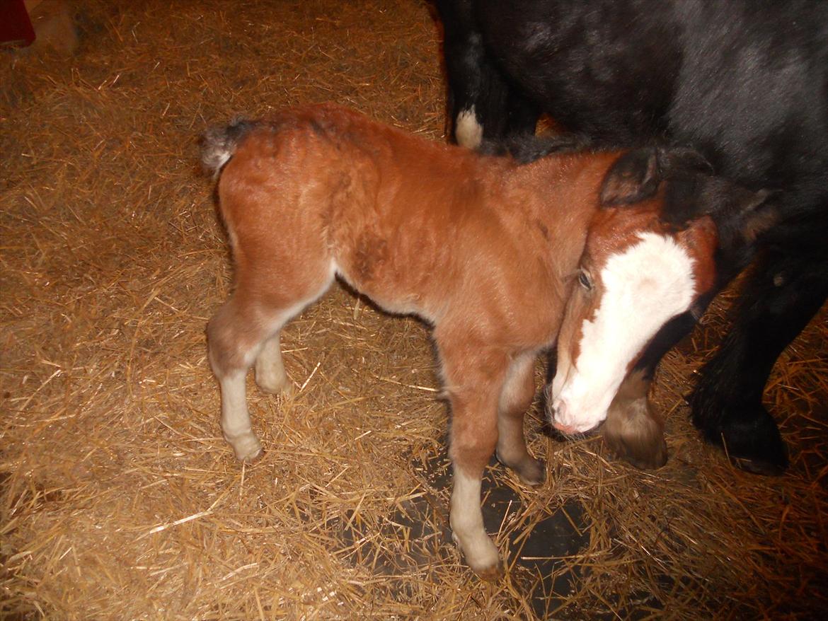 Irish Cob Crossbreed Eugene billede 3