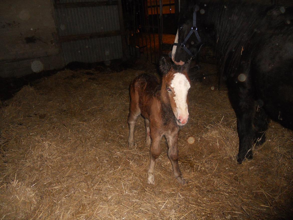 Irish Cob Crossbreed Eugene billede 4