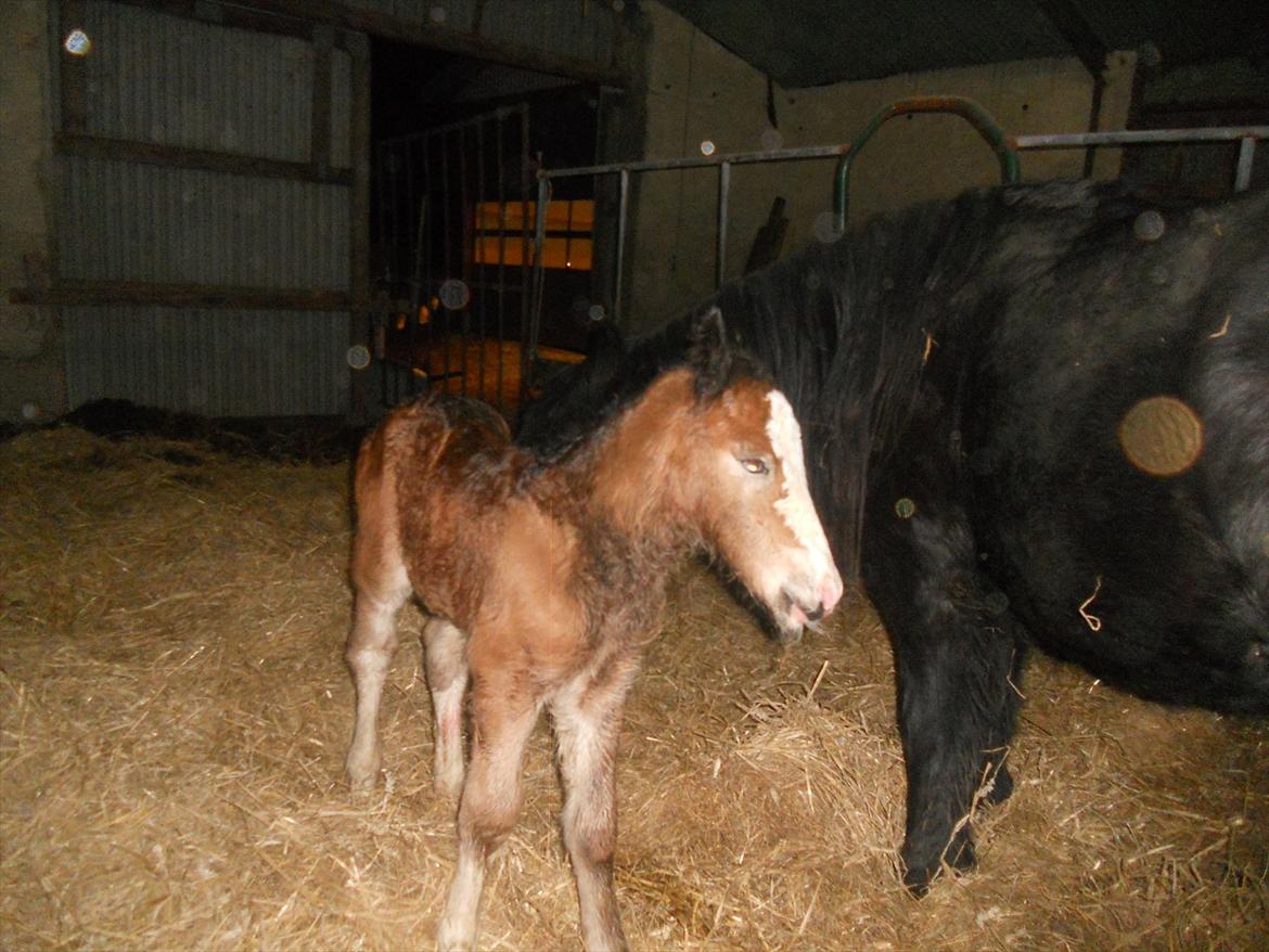 Irish Cob Crossbreed Eugene billede 5