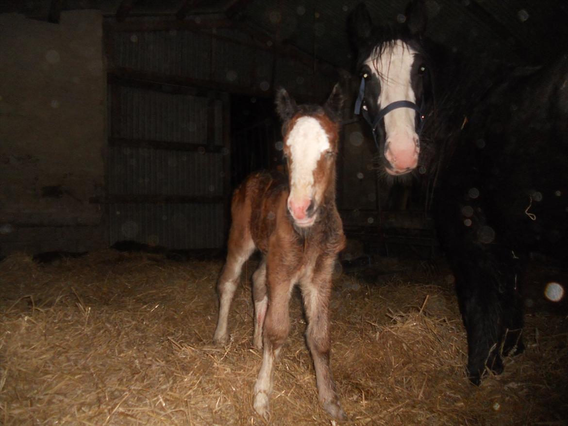 Irish Cob Crossbreed Eugene billede 6