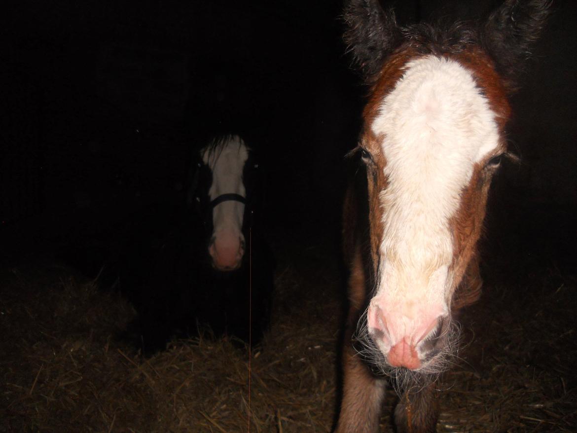 Irish Cob Crossbreed Eugene billede 7