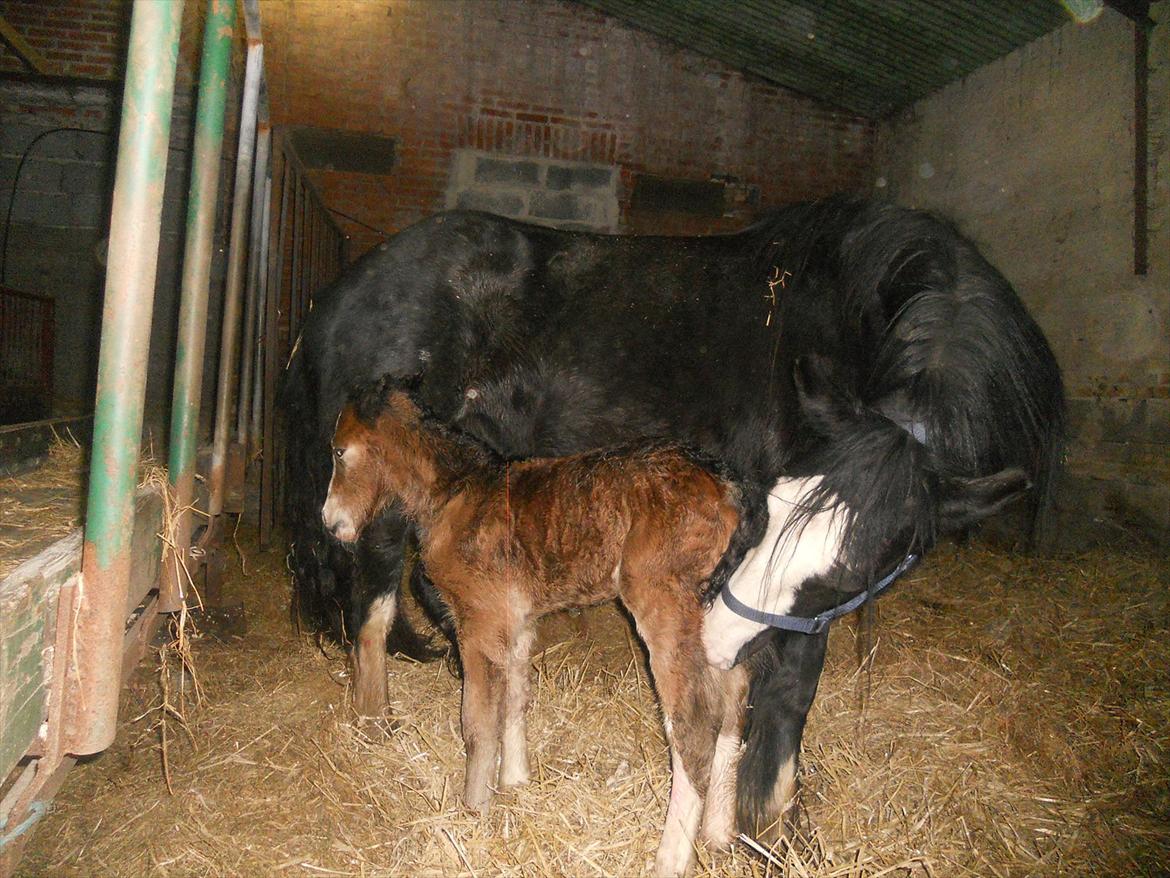 Irish Cob Crossbreed Eugene billede 8
