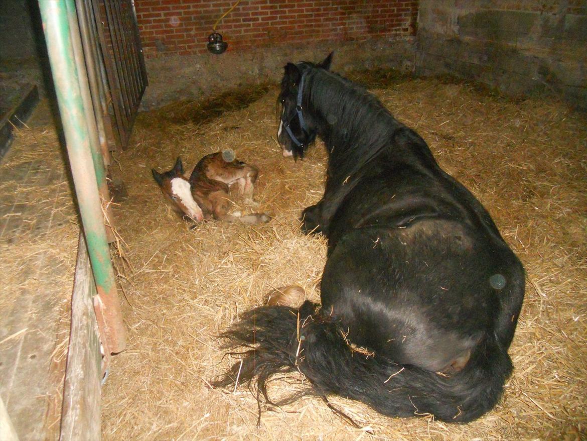 Irish Cob Crossbreed Eugene billede 9