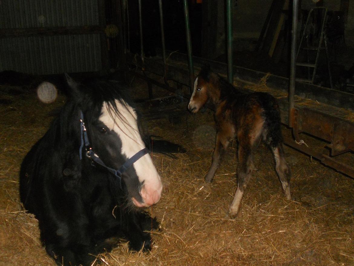 Irish Cob Crossbreed Eugene billede 10