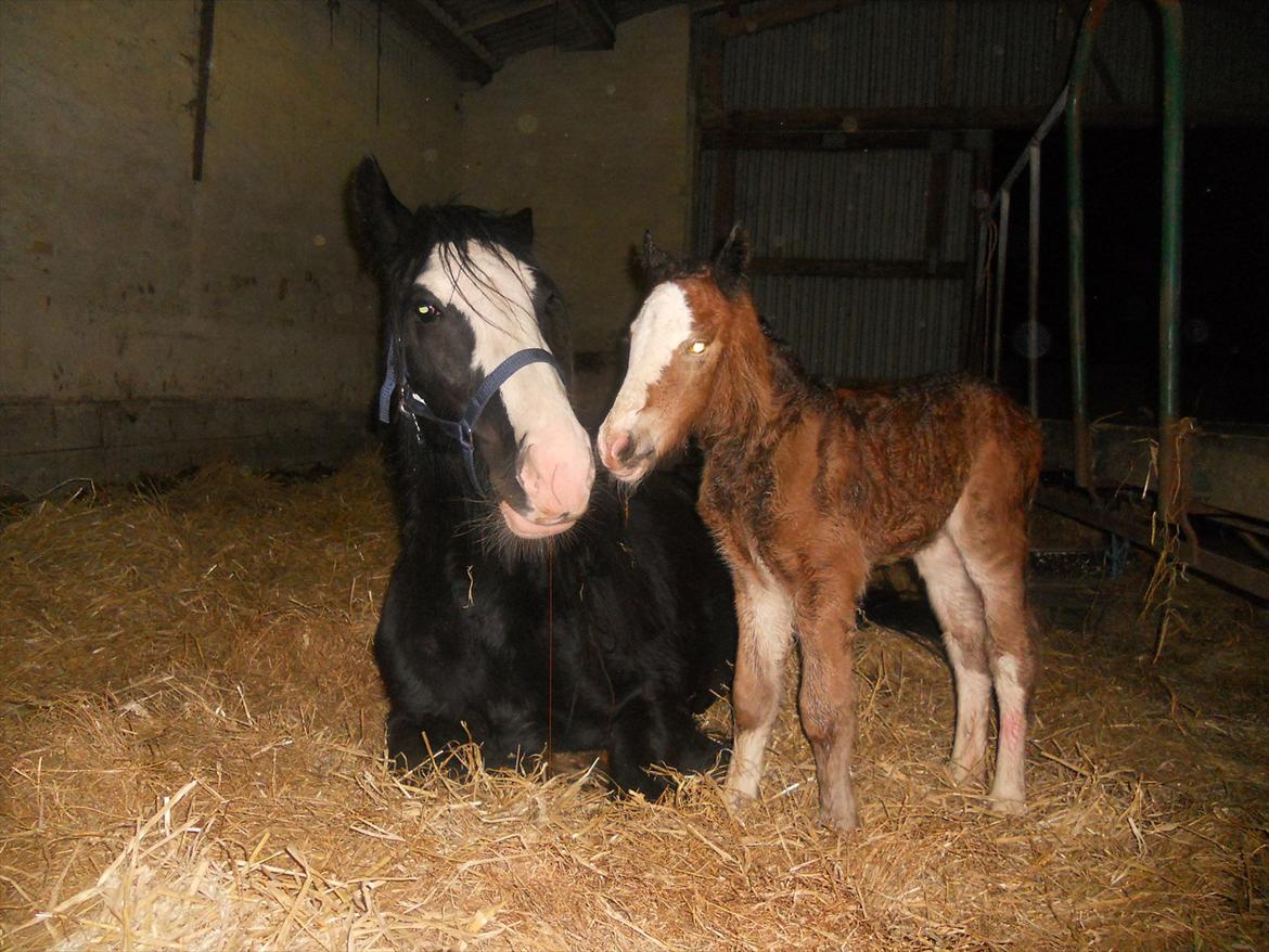 Irish Cob Crossbreed Eugene billede 11