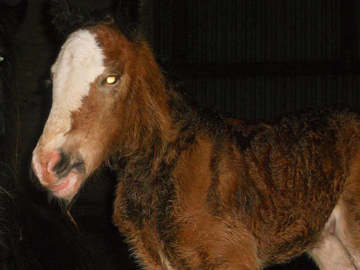 Irish Cob Crossbreed Eugene billede 12