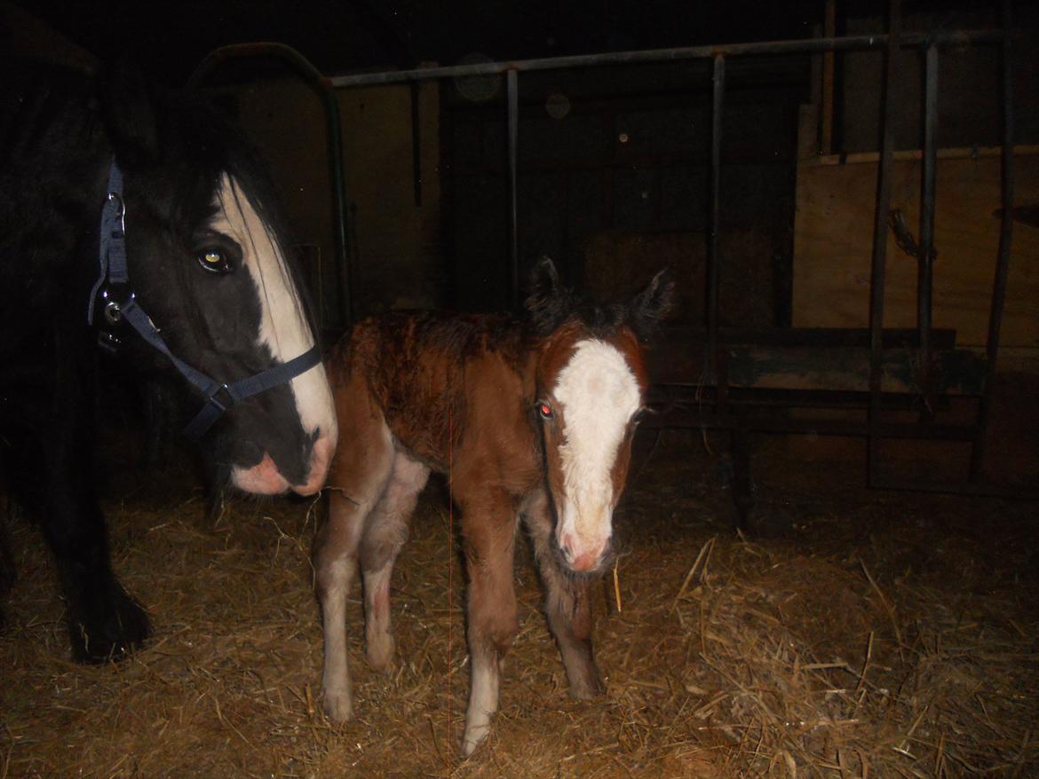 Irish Cob Crossbreed Eugene billede 13