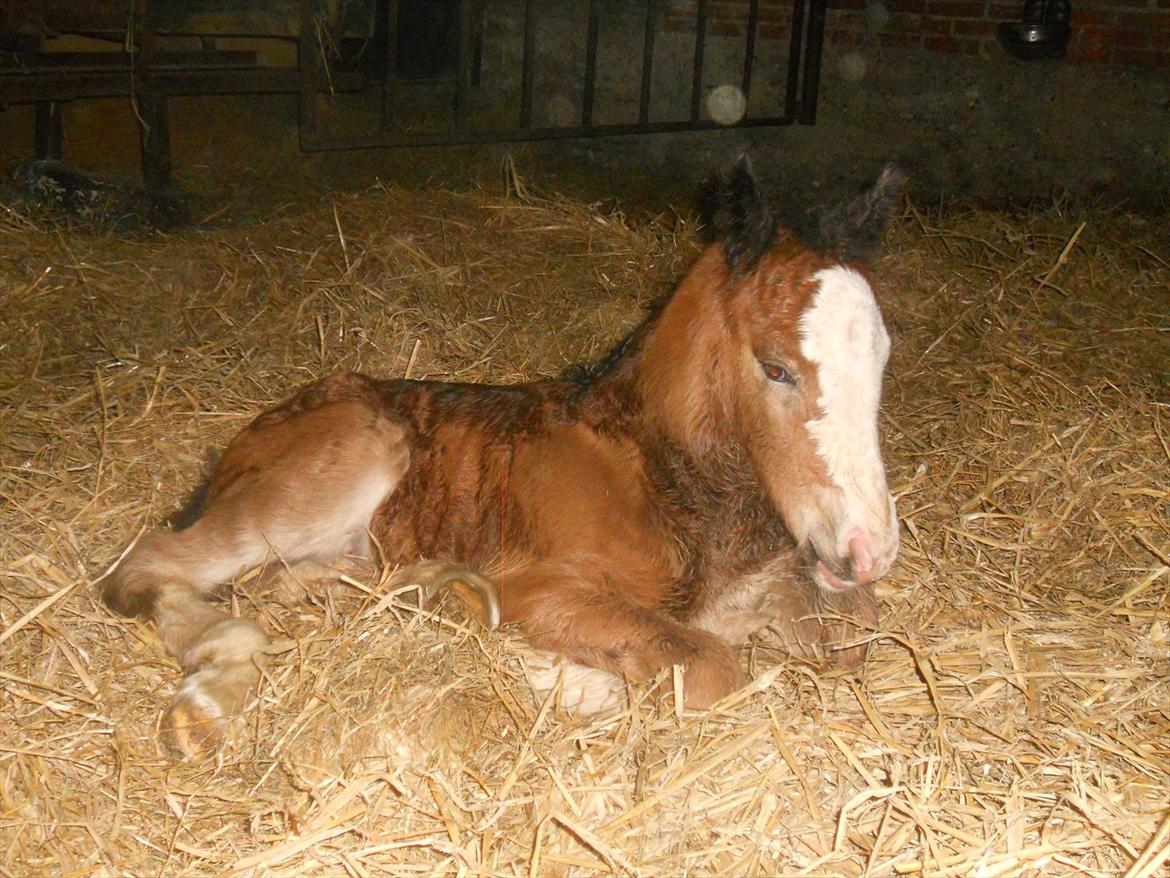 Irish Cob Crossbreed Eugene billede 14