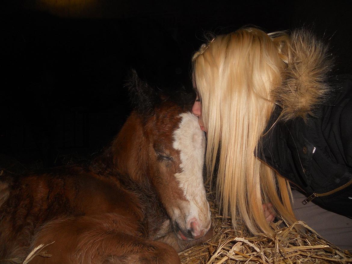 Irish Cob Crossbreed Eugene billede 15