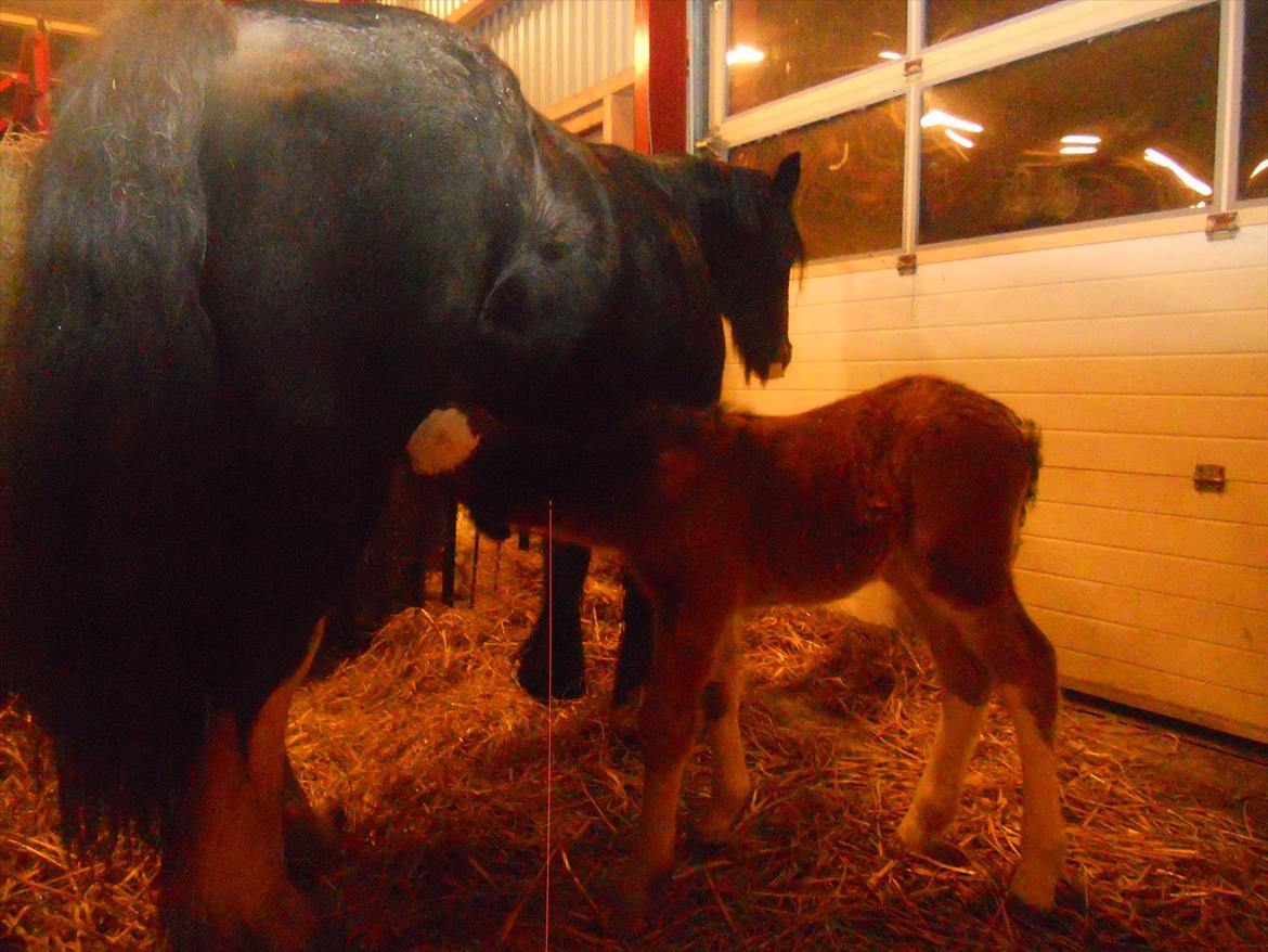 Irish Cob Crossbreed Eugene billede 16