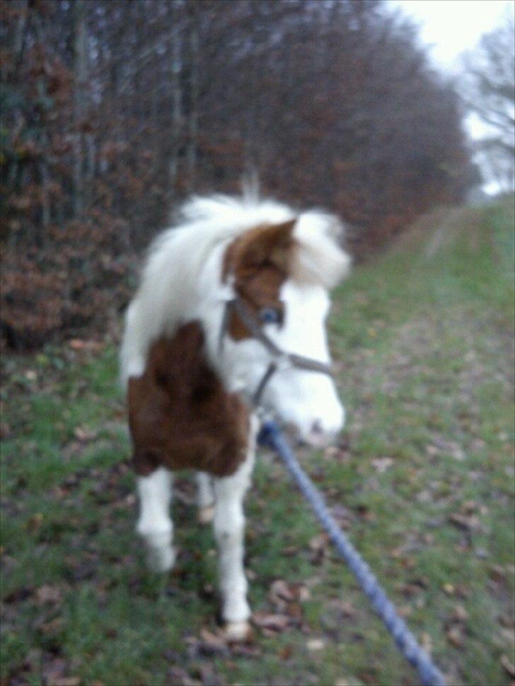 Anden særlig race Tulle <3   billede 11