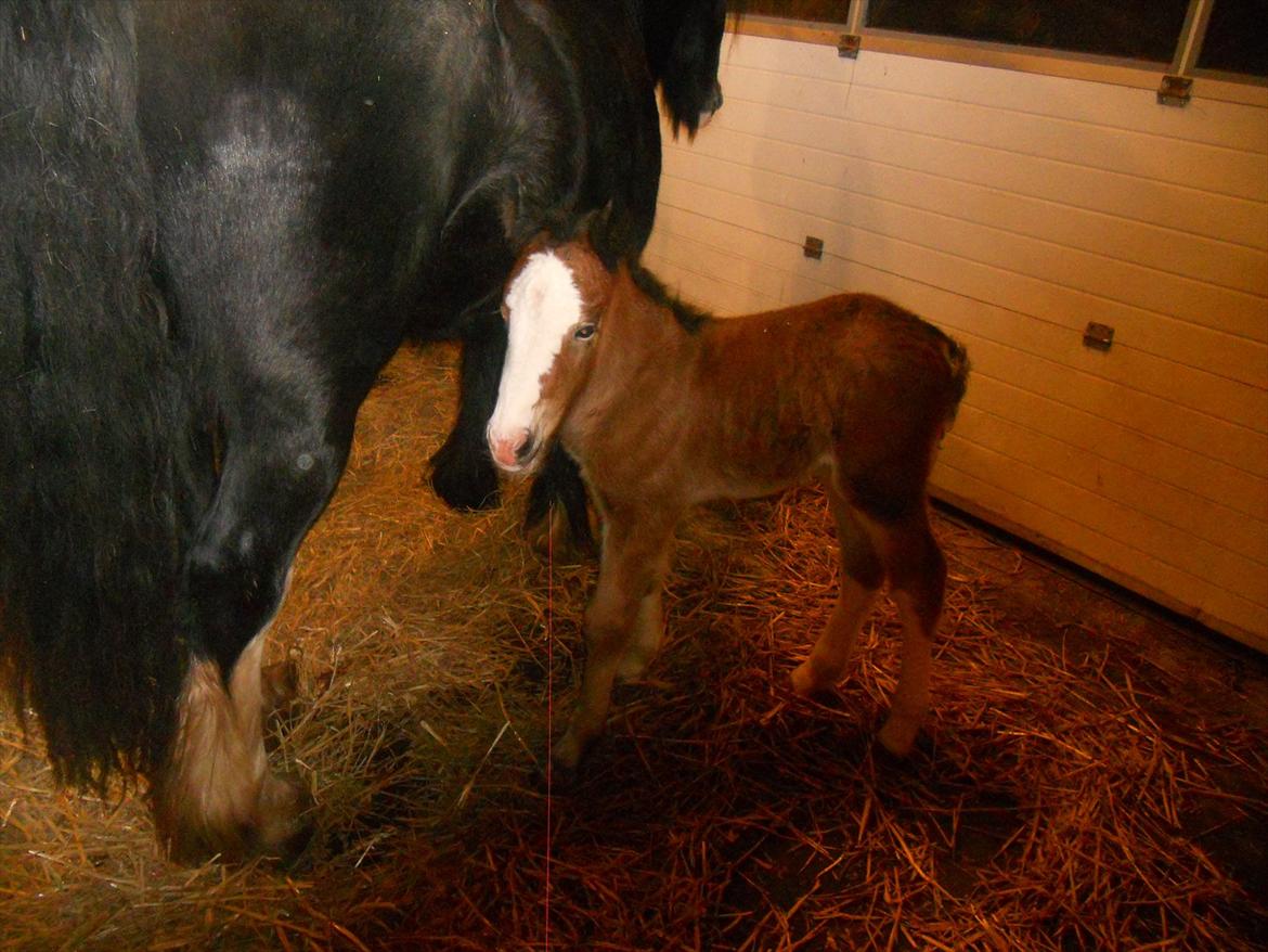 Irish Cob Crossbreed Eugene billede 17
