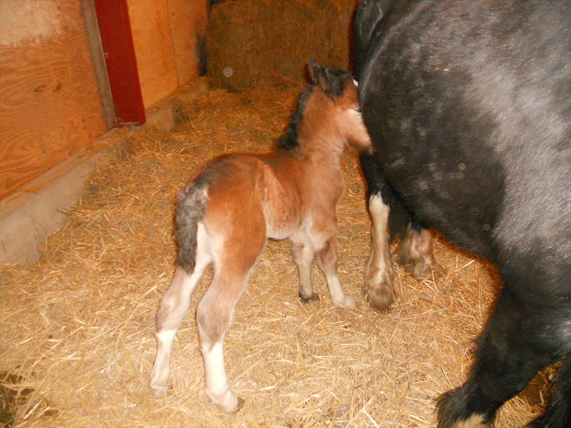 Irish Cob Crossbreed Eugene billede 18
