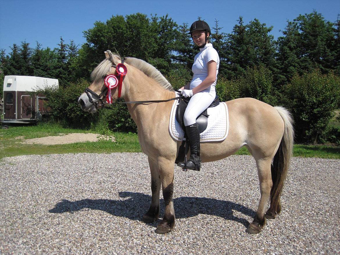 Fjordhest mølhøjs fenja - til stævne i fristrup super dejlig dag:-) billede 15
