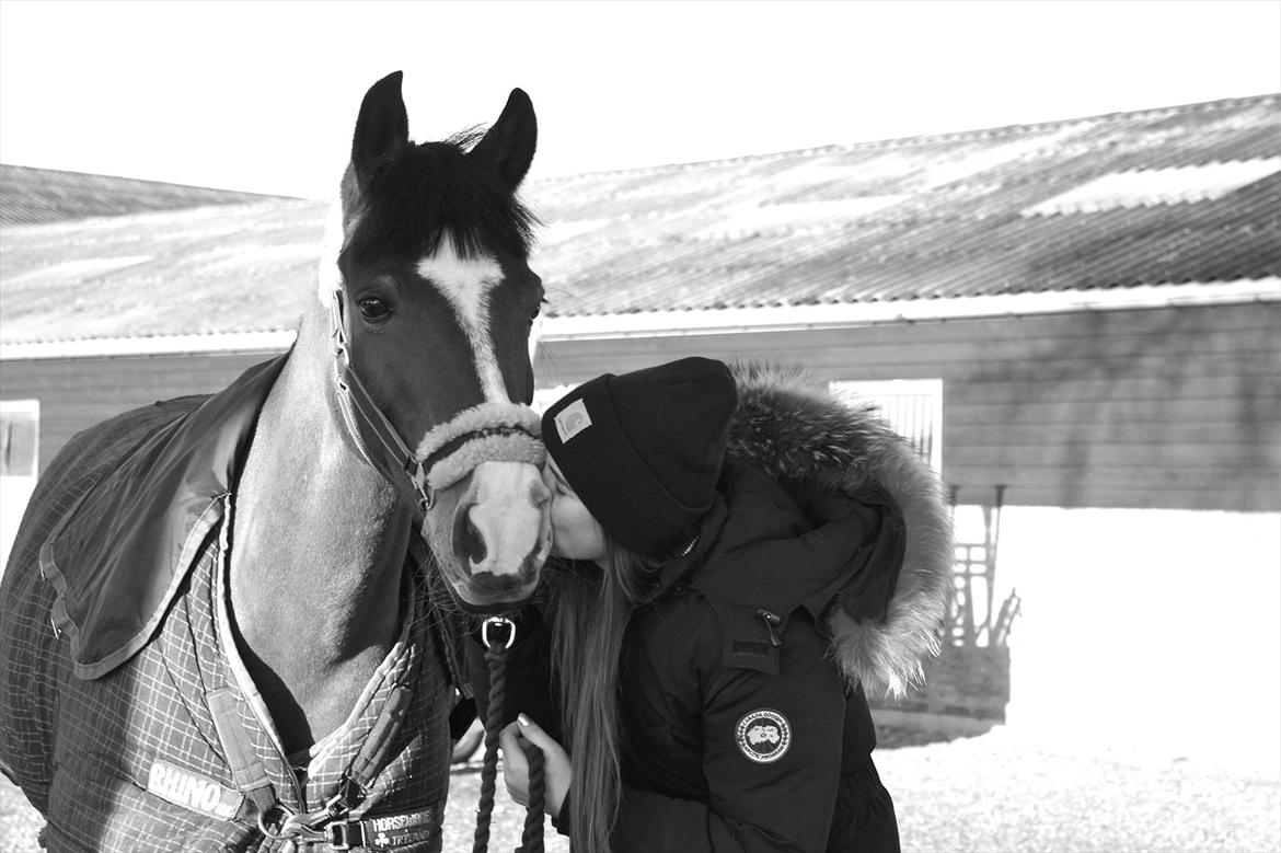 Anden særlig race Casco - Den eneste i min hverdag der aldrig svigter. Uanset hvor dårlig en dag jeg har haft, står du og venter på mig i stalden <3
www.youtube.com/stephanievollquartz billede 18