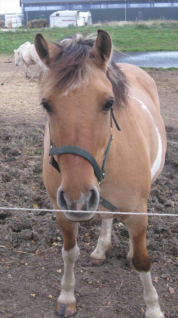 Anden særlig race Emma Merci (Min prinsesse) mit et & alt<3 - Prinsessen på fold :* billede 4