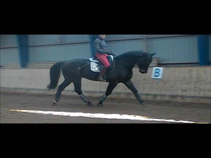 Oldenborg Moonlight - dressur træning efter ca 2 ½ mdr på skolen! :) billede 11