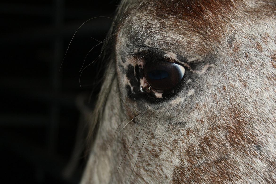 Irish Cob sjors 9 <3 - Han´s Øje

Foto: Mig billede 16