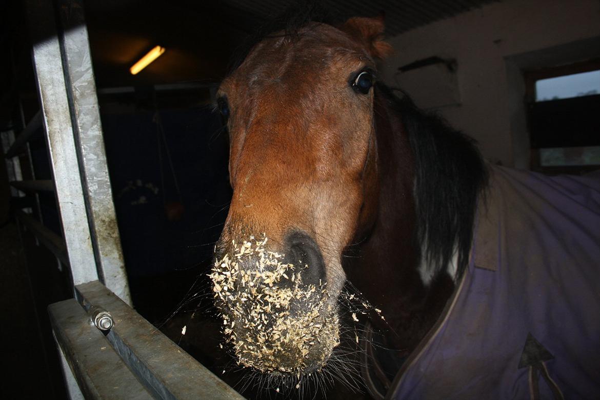 Pinto Robin :-) - Robin når han spiser 
grøn piller  
byg 
rug pille billede 17