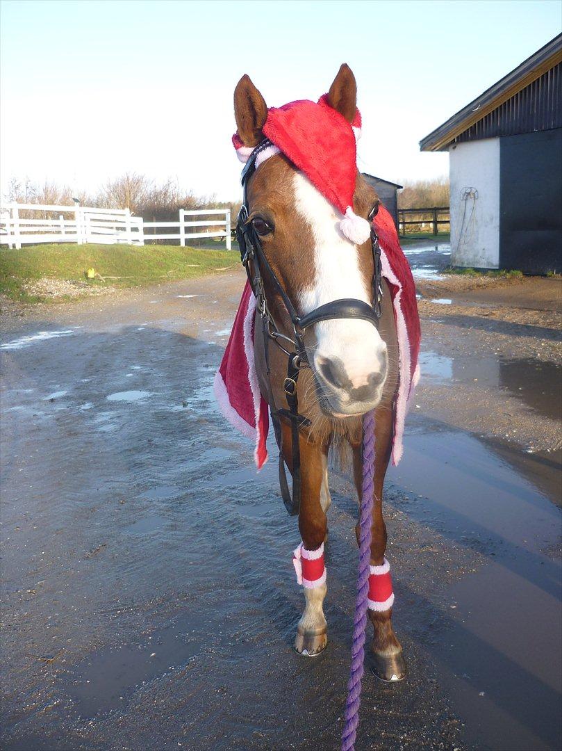Welsh Pony (sec B) Turfhorst Pleasure<3! R.I.P min bedste ven!<3 - Billeder 11: Min lille nissepony, elsker dig Plesse ( jul 2011) <3:*
- Du gør mit liv noget helt speceilt!<3 billede 11