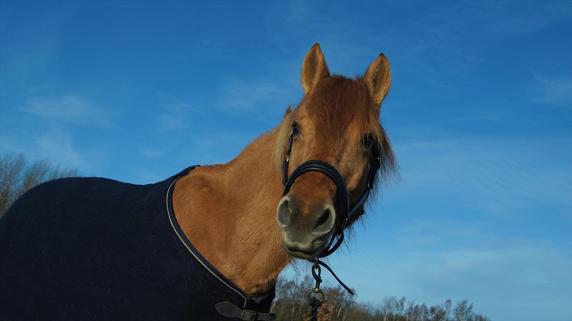 Anden særlig race Bonfire ( tidl. halvpart) - Smukke :) 
FOTO: Sofie Amalia Boye billede 13