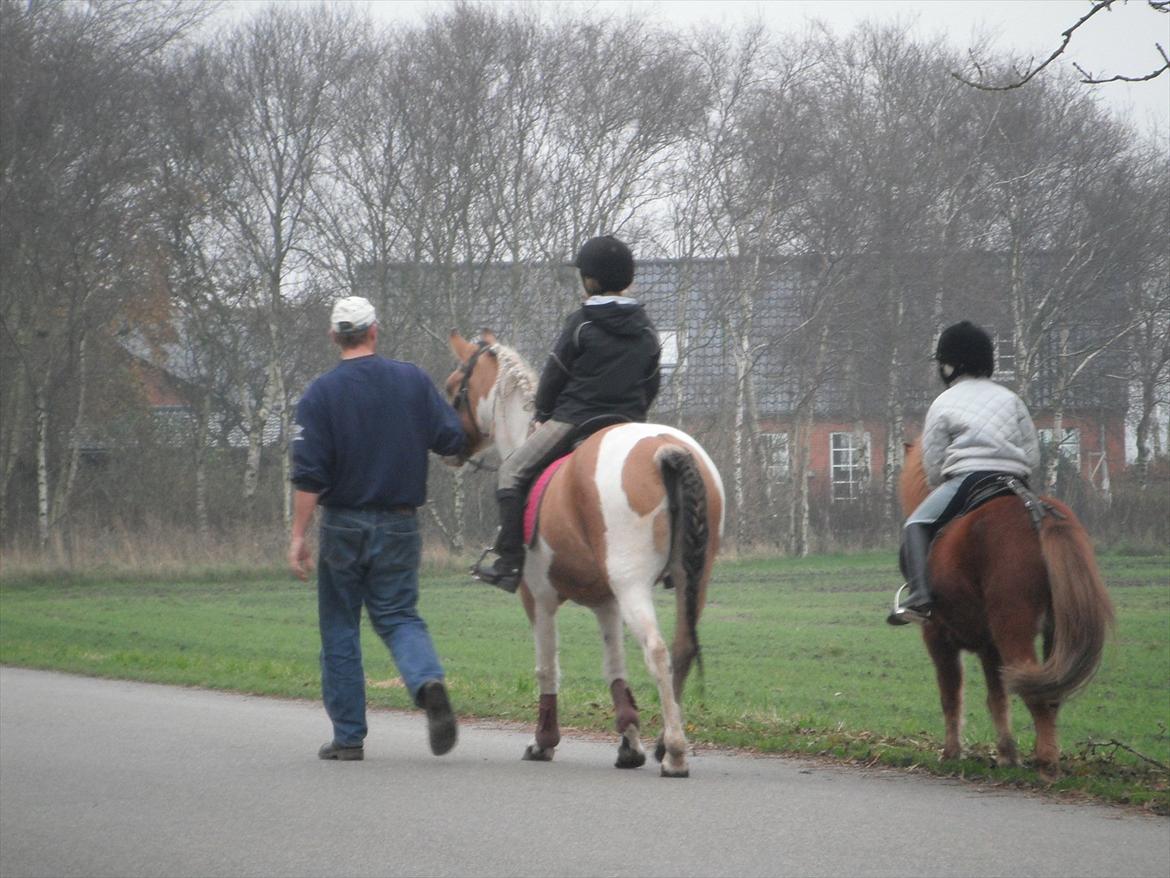 Anden særlig race Hedegaardens Savannah - skal om at ride hos naboen billede 6