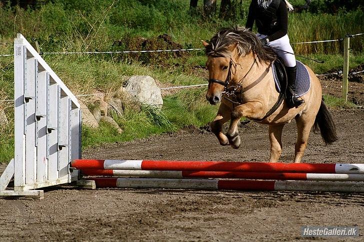 Fjordhest Frodo - Frodo og jeg til vores første springstævne:) billede 2