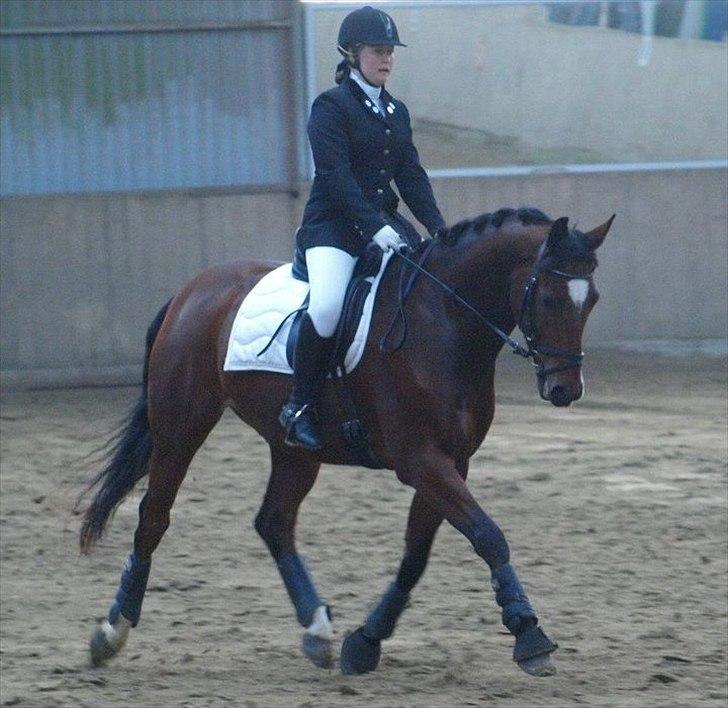 Dansk Varmblod De Soto billede 2