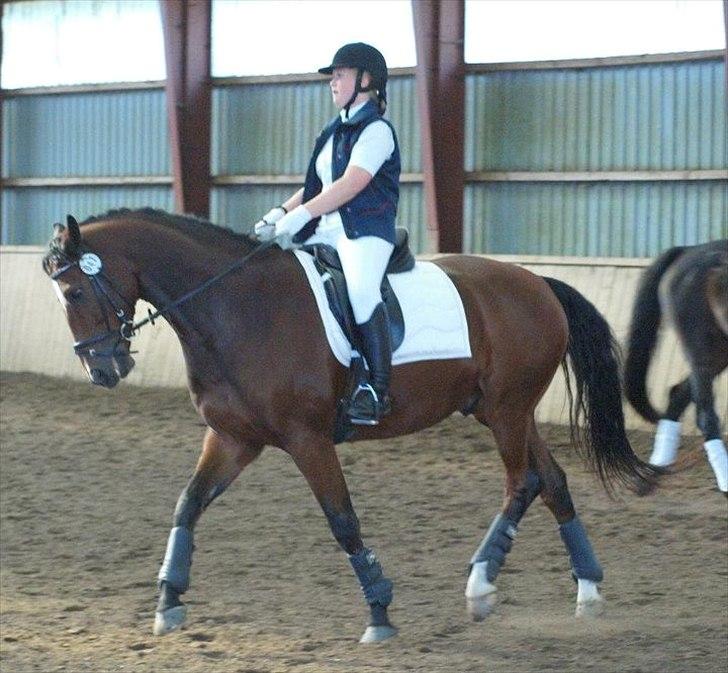 Dansk Varmblod De Soto billede 14