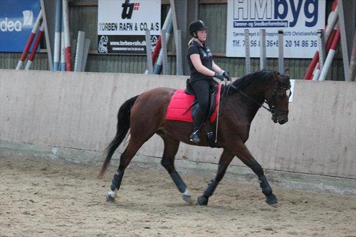 Dansk Varmblod De Soto billede 15