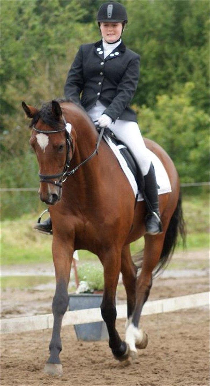 Dansk Varmblod De Soto - Stævne i Broagerlands rideklub. billede 17