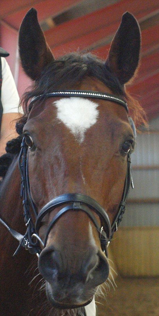 Dansk Varmblod De Soto - smukke dreng <3 billede 20