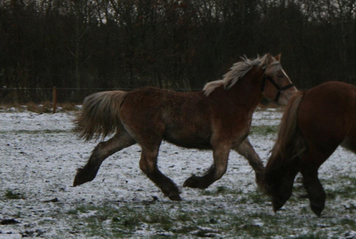 Jyde Isabella af Lavrens *solgt* -  super lækker trav. dec 2011 billede 18