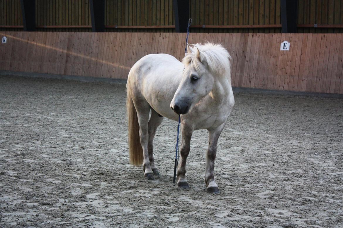 Islænder Pori klattrup - En hest er en hest, også uden rytter. Men en rytter er ikke en rytter uden sin hest<3
sommer 2011
Foto: Sarah Brøndum<3 billede 11