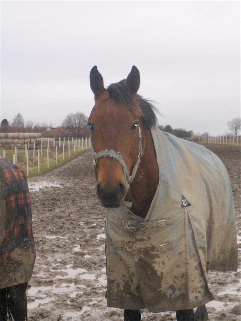 Pinto Elkær's Tidy<3 - Tidy på folden<3 billede 2