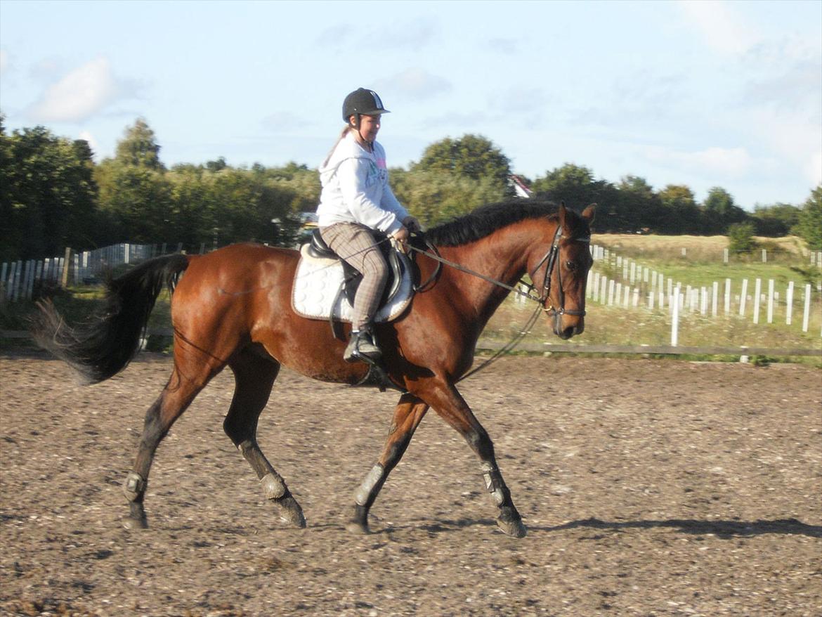 Pinto Elkær's Tidy<3 - dressurundervisning<3 billede 3