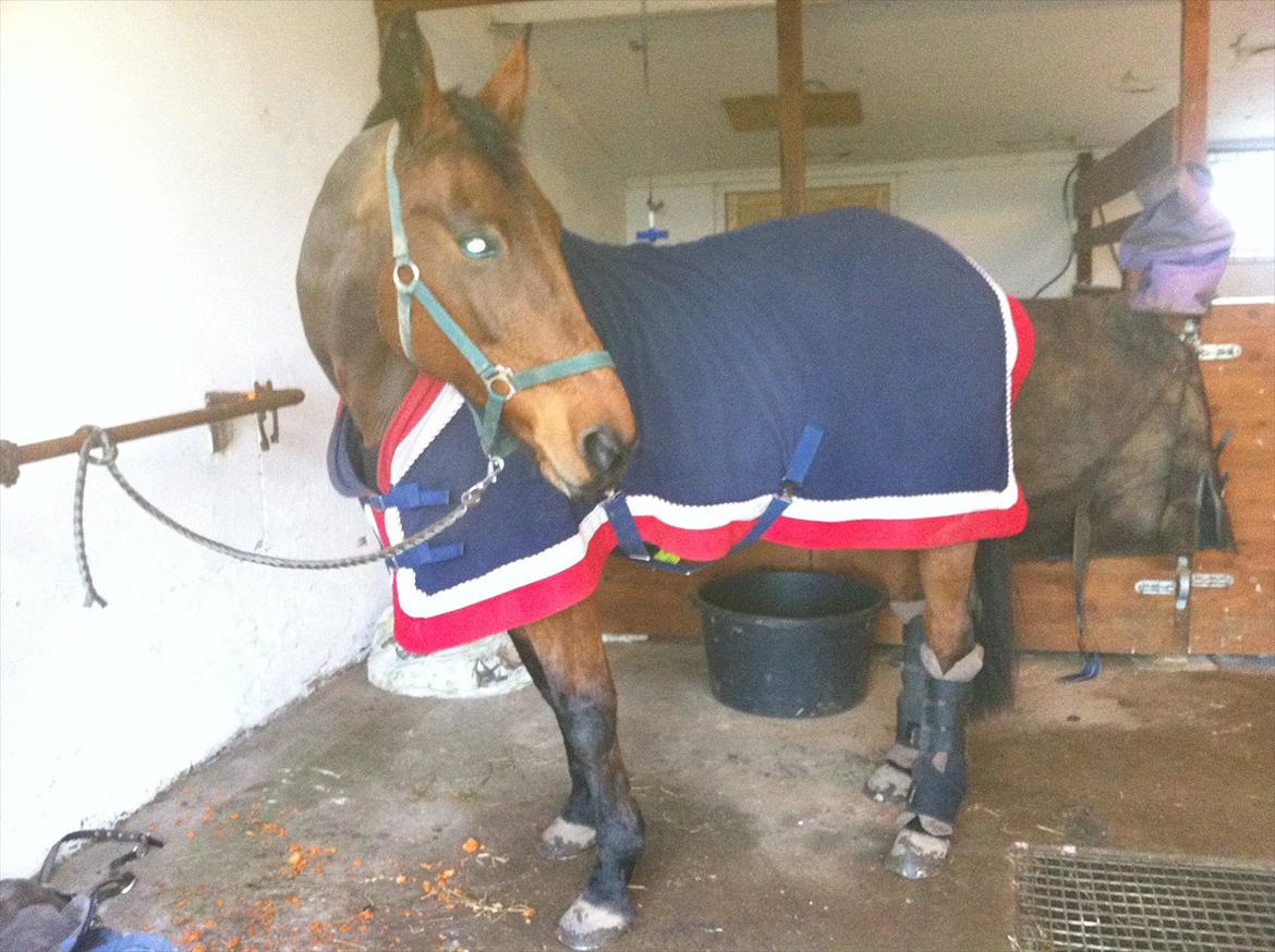 Dansk Varmblod Twiggi  "Prinsessen"<3 - 18. flytte dag til Bellinge Foto: mig billede 18