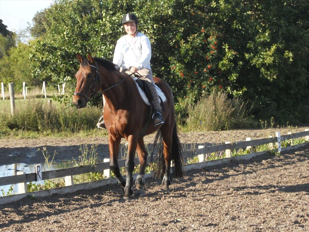 Pinto Elkær's Tidy<3 - skridter varm<3 billede 4