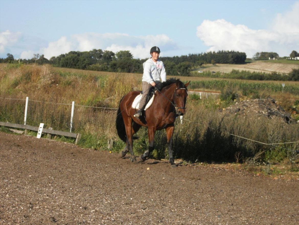 Pinto Elkær's Tidy<3 - hihi, Tidy, du er Så dejligt!<3 billede 5