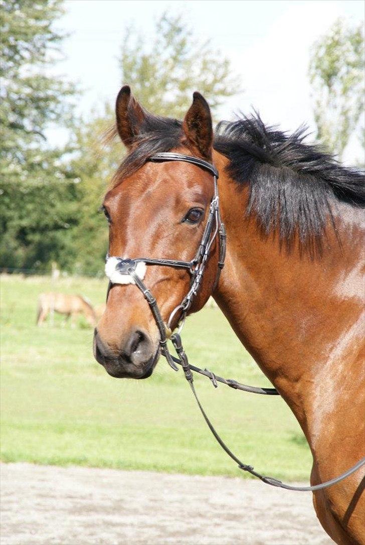Pinto Elkær's Tidy<3 - ... og så tænker man:''kan man andet end at elske den hest? jeg kan ikke'' tidy!<3 billede 8