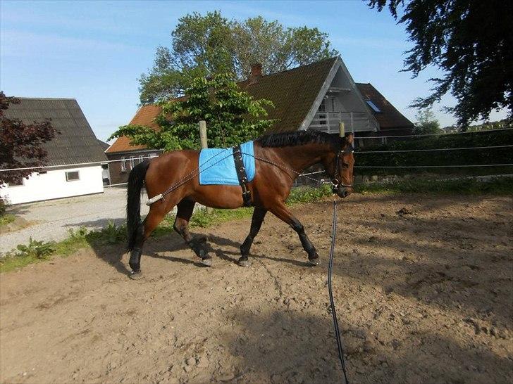 Pinto Elkær's Tidy<3 - Tidy i longe<3 billede 9